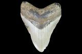 Fossil Megalodon Tooth - North Carolina #101291-1